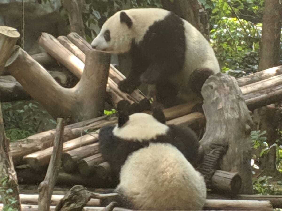 Pandas eating Bamboo a