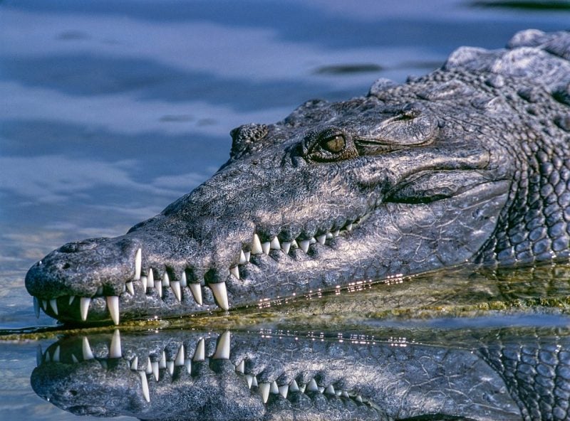 where to see alligators and crocs