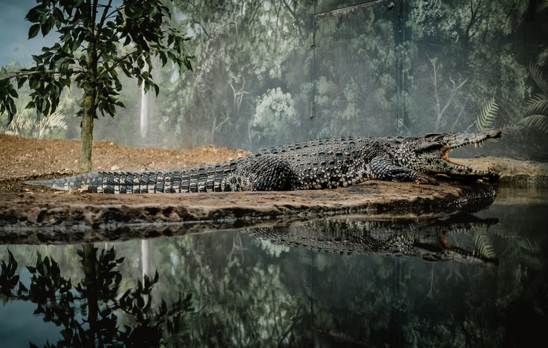 where to see crocodiles in the wild