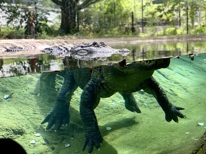 fresh water crocodile in australia