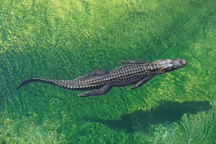 crocodile swimming from above