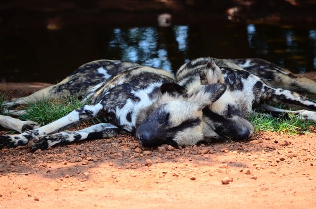 African Wild dogs