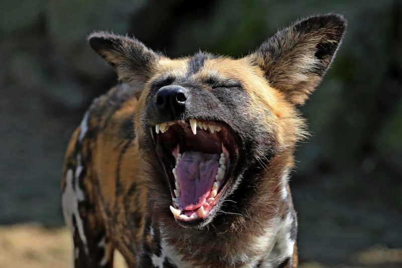 African Wild dogs