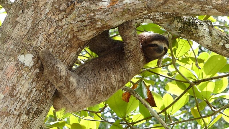 Best Places to see Sloths