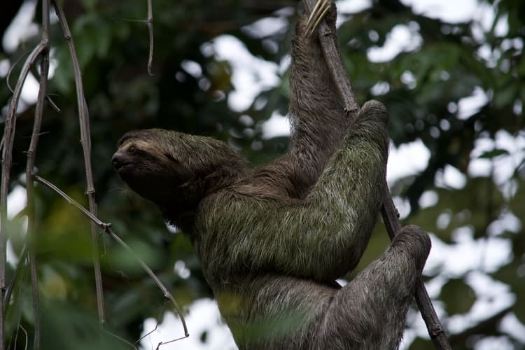 Best Places to see Sloths tree