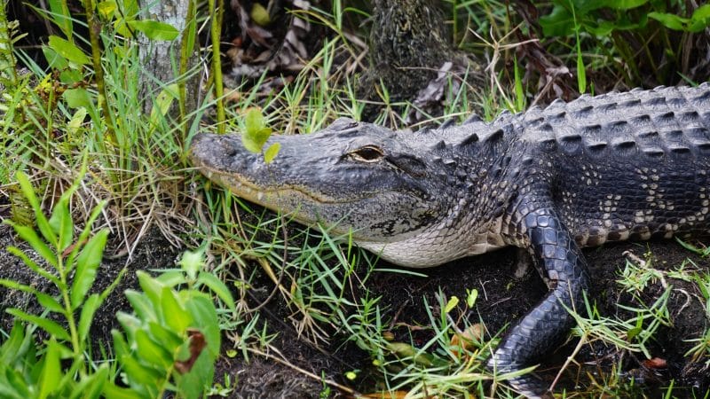 Wildlife in Florida - Animals Around The Globe