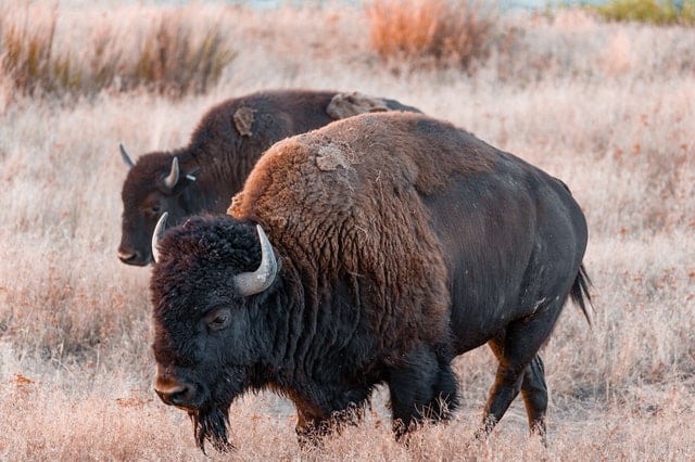Bison in Wyoming 