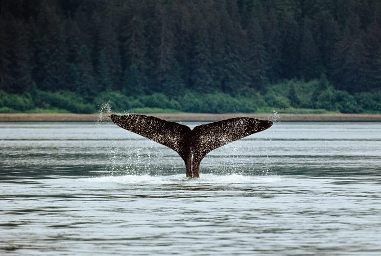 whales in alaska