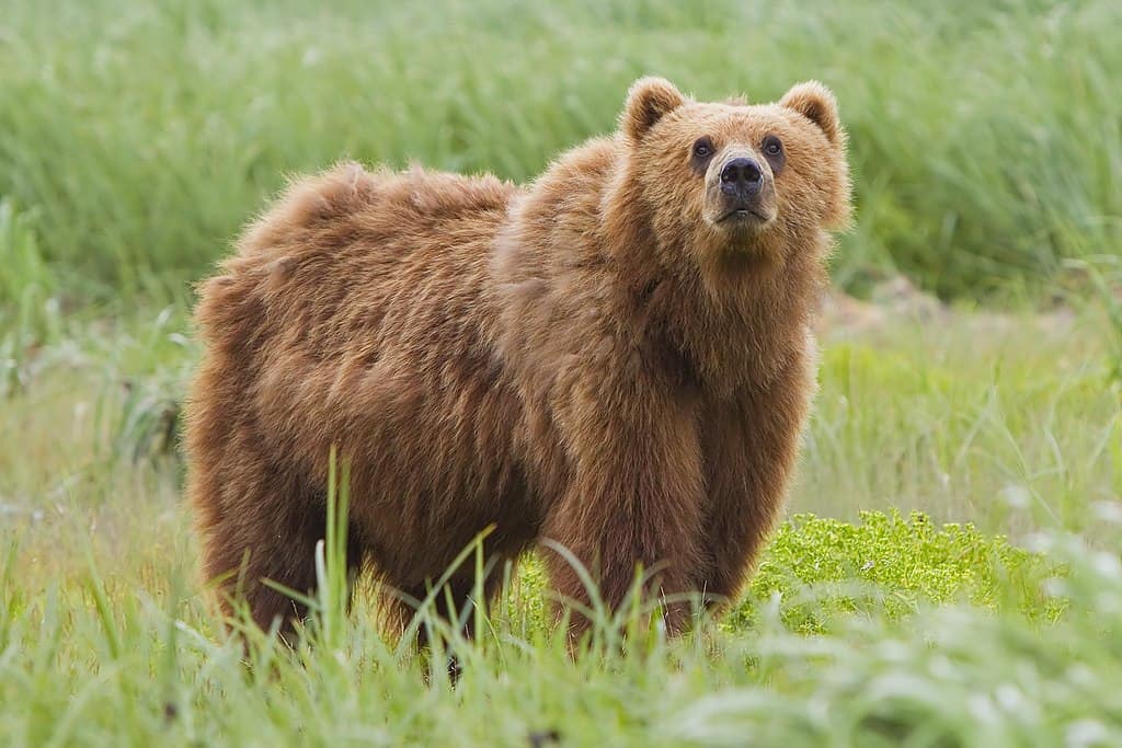 Bear in Alaska national park