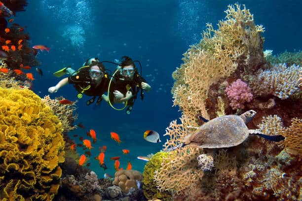 diving in coral reefs