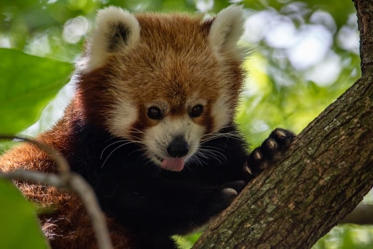 top 10 cutest animals red panda 