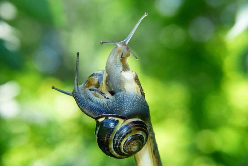 10 Animals that have recently gone extinct follow snail
