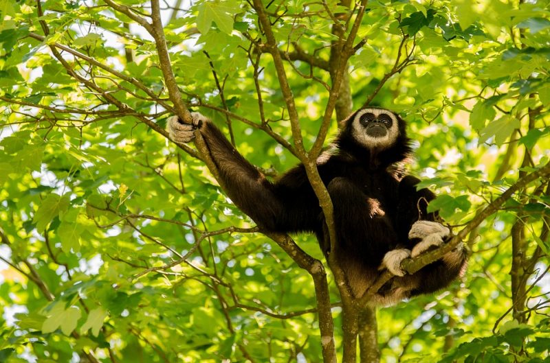 wildlife in asia: gibbon