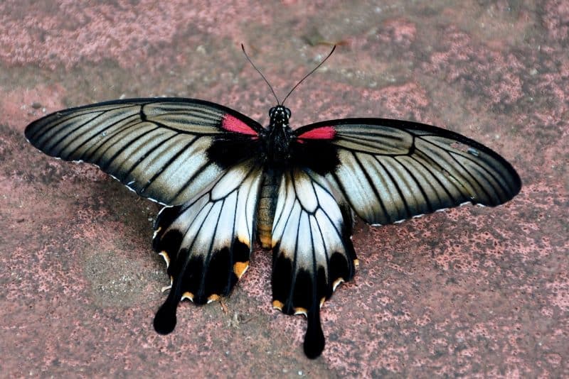  Xuthus Swallowtail