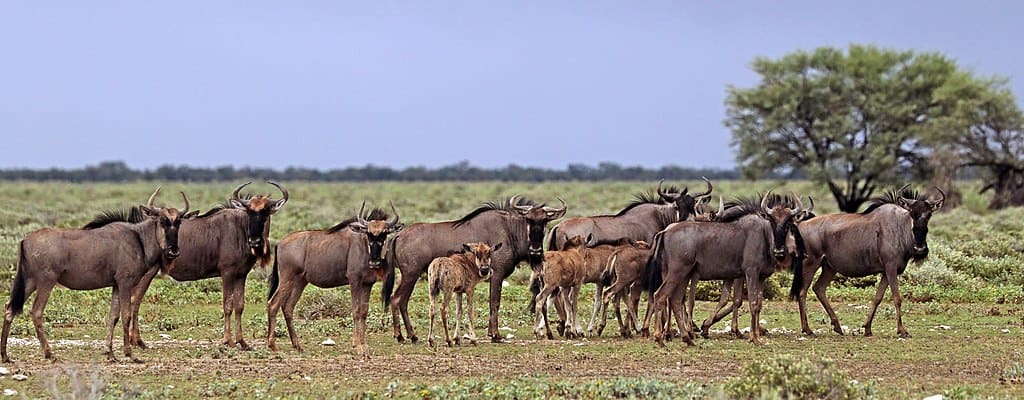 Wildebeest spotted in national park