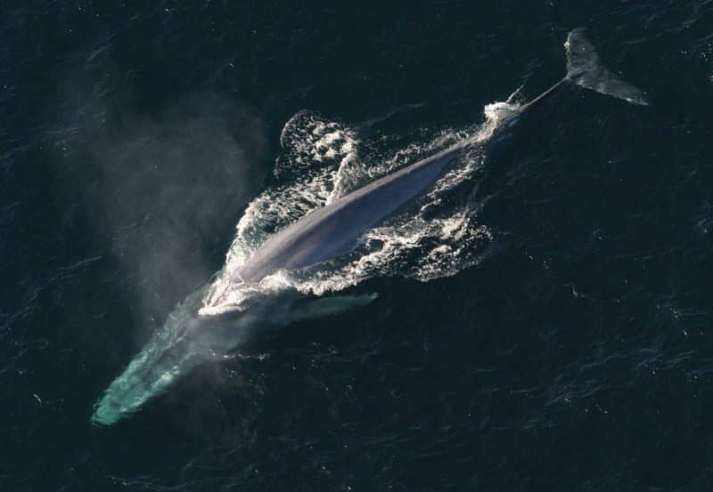 Top 10 Biggest Animals In The World, Blue Whale | Animals Around the Globe