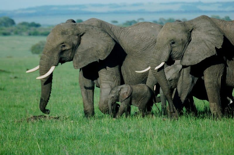 Masai Mara Wildlife - Animals Around The Globe