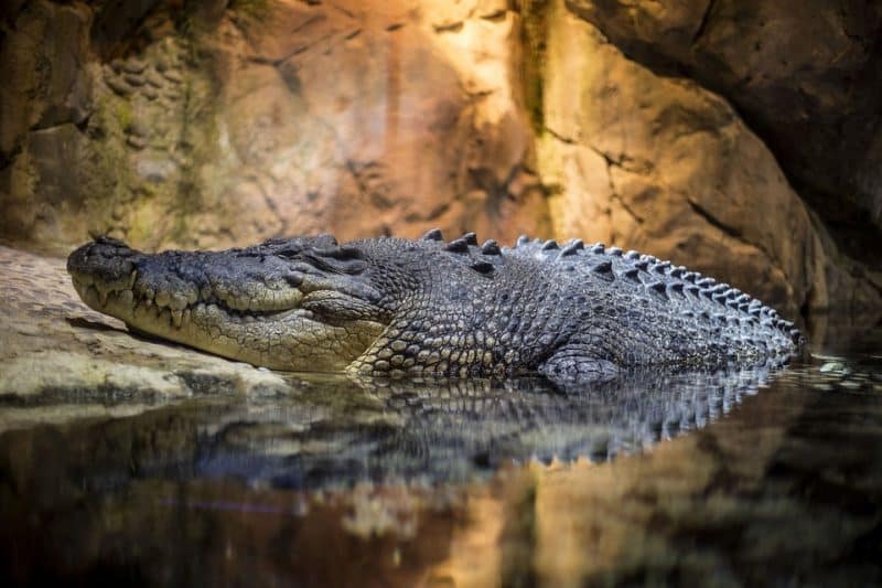Top 10 Biggest Animals In The World, crocodile | Animals Around the Globe