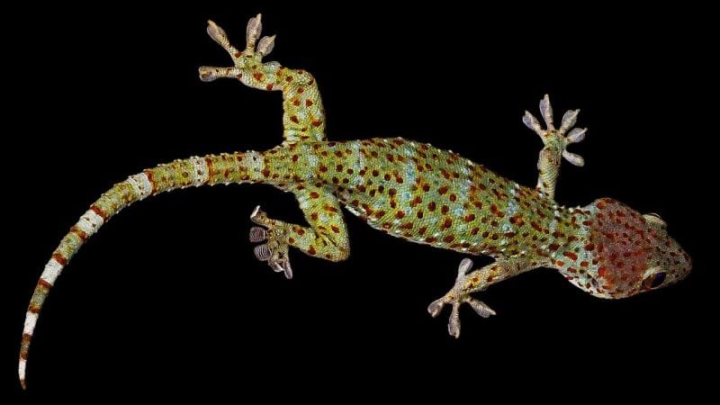 gecko from animals that start with n
