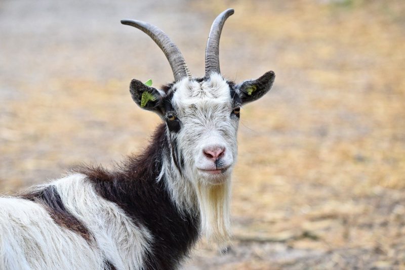 goats from animals that start with n