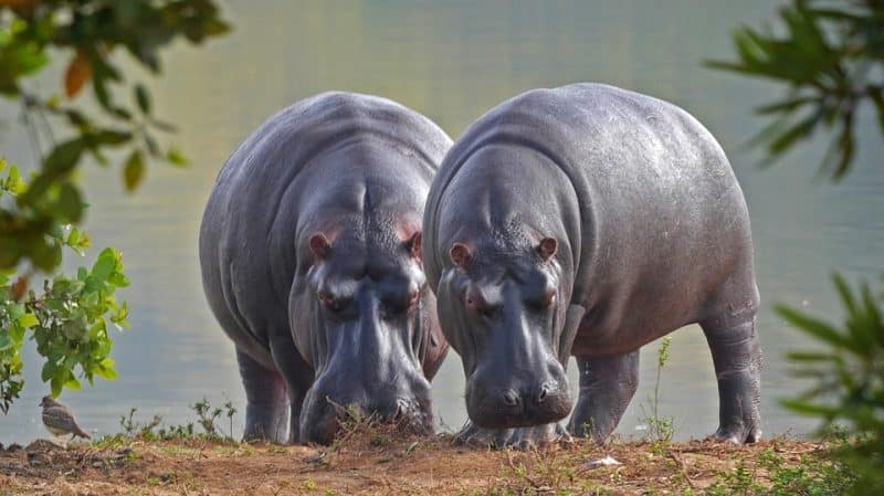 Top 10 Biggest Animals In The World, hippo | Animals Around the Globe