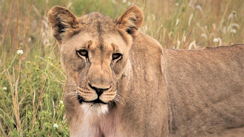 top 10 wildlife destinations, lion, south Africa | Animals Around the Globe