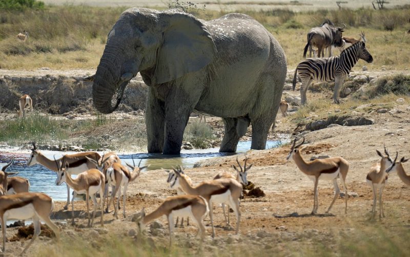 top 10 wildlife destinations , Etosha, Namibia