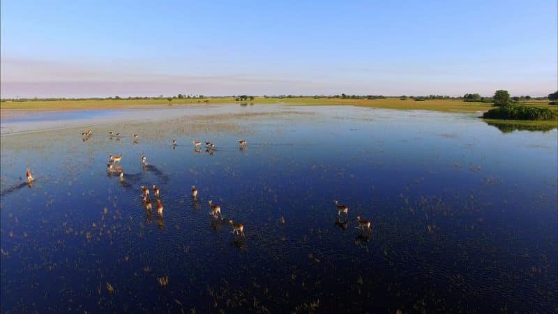 top 10 wildlife destinations, Okovango delta, Botswana | Animals Around the Globe