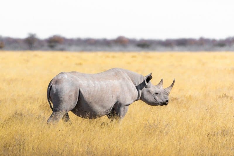 Top 10 Biggest Animals In The World, rhino | Animals Around the Globe