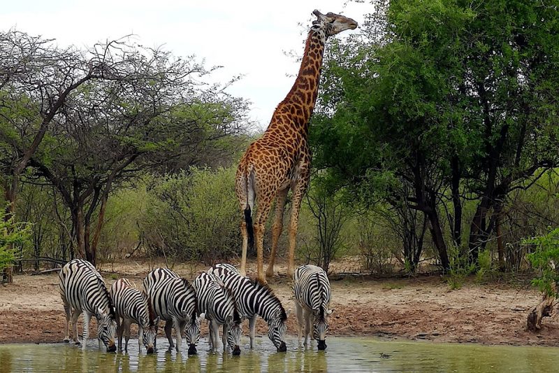 10 Best African Countries for Safari, Giraffe | AnimalsAroundtheGlobe