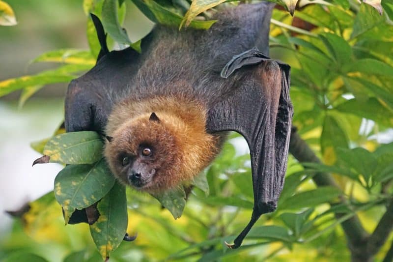 Bats - animals that start with b