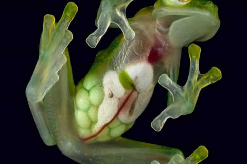 Glass Frog - animals that start with g