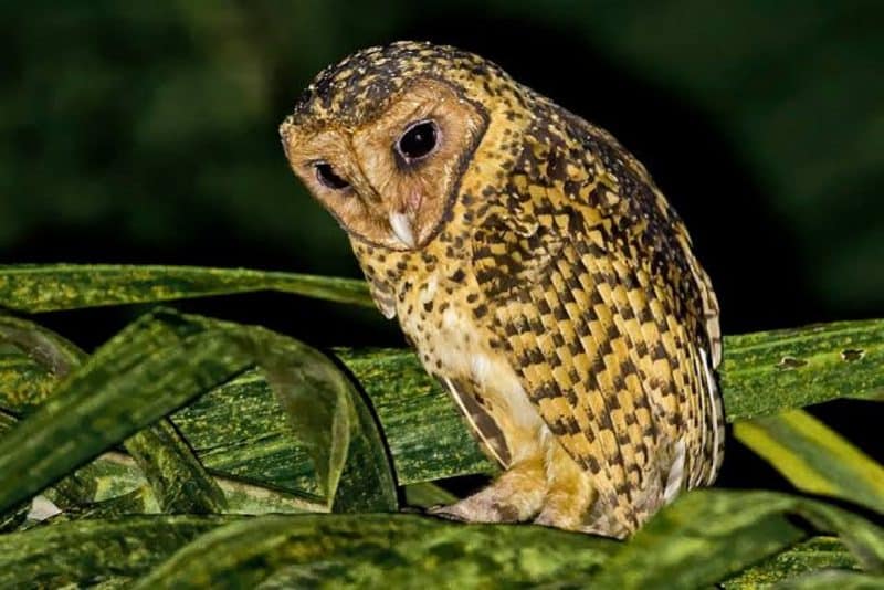 Golden Masked Owl - animals that start with g
