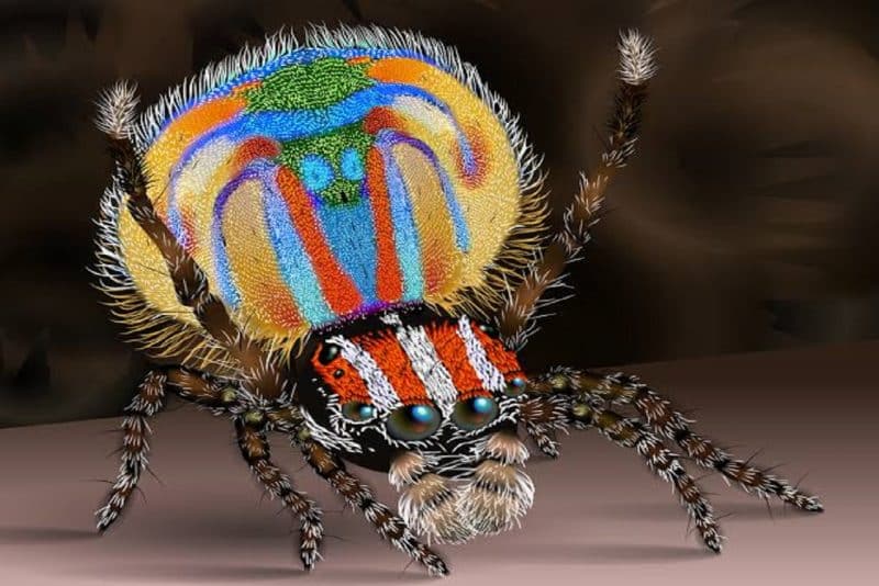 Peacock Spider - animals that start with p