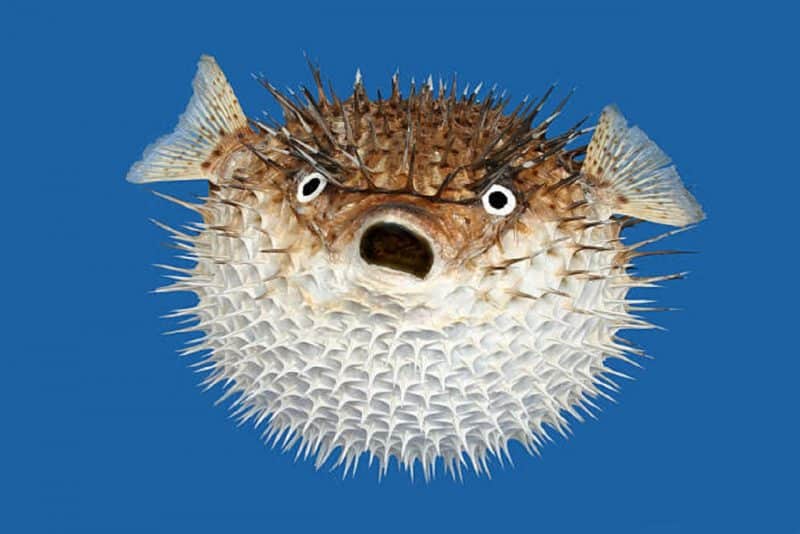 Pufferfishes - animals that start with p