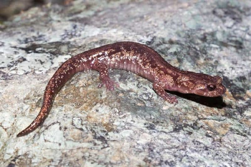  Quebrada Valverde Salamander