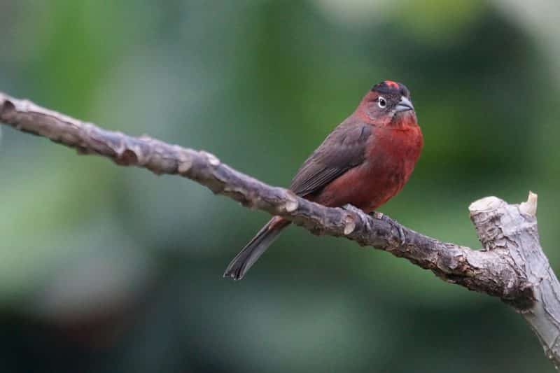 Red finch