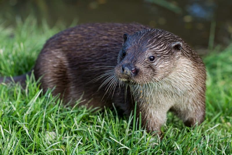 River Otter - animals that start with r