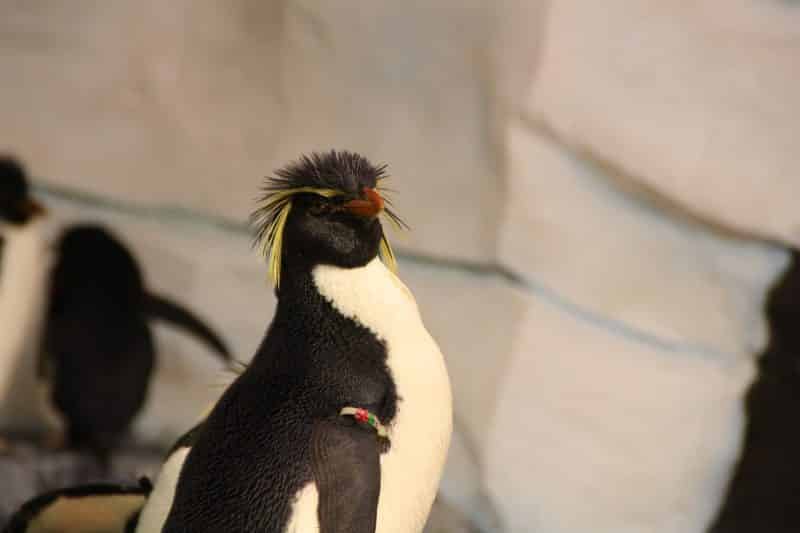 Rockhopper Penguins - animals that a\start with r