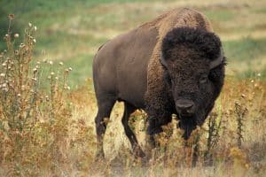 Largest Bison ‘Big Bull’ Ever Recorded