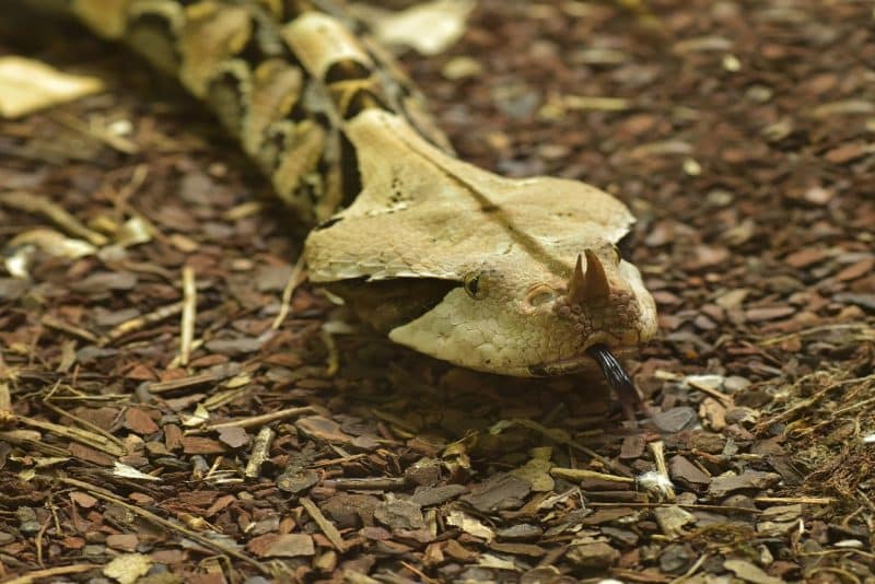 Gaboon Viper - an animal that starts with g