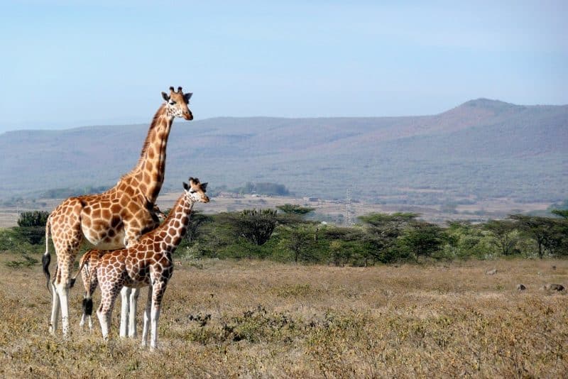Giraffe - animals that start with g
