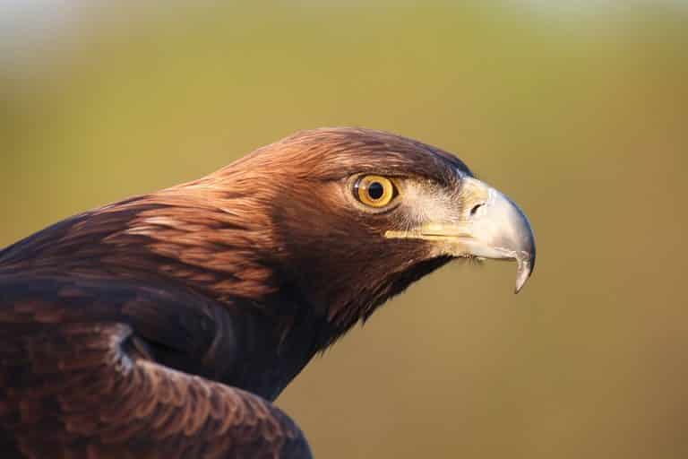 Is The Video of a Baby Snatched Up By Eagle Real? - Animals Around The ...