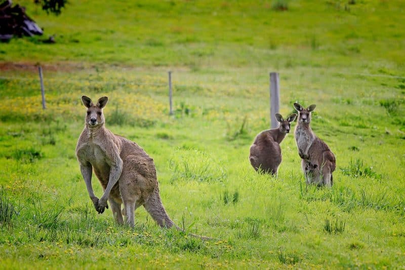 Kangaroos - animals that start with k
