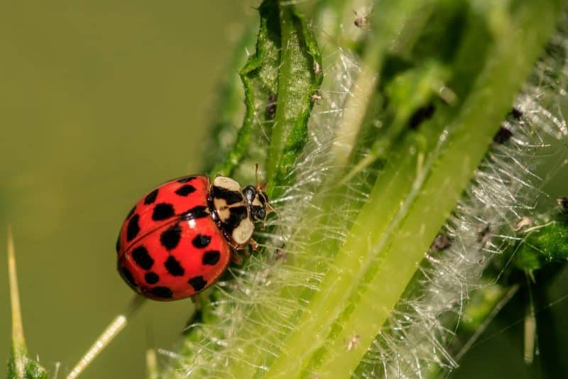 The ladybug - animals that start with l