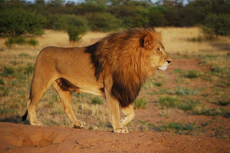 The Top 10 Fastest Animals in The World, African Lion in the Sahara, Zambia | AnimalsAroundTheGlobe