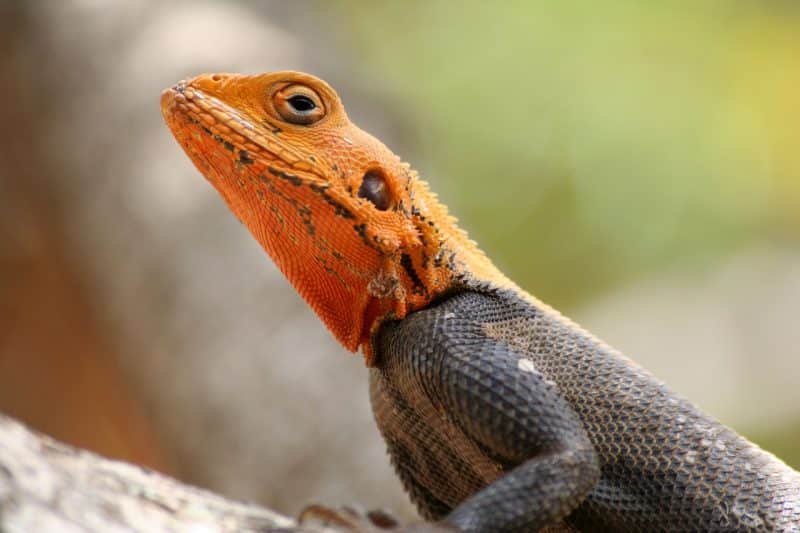 Lizards - animals that start with l