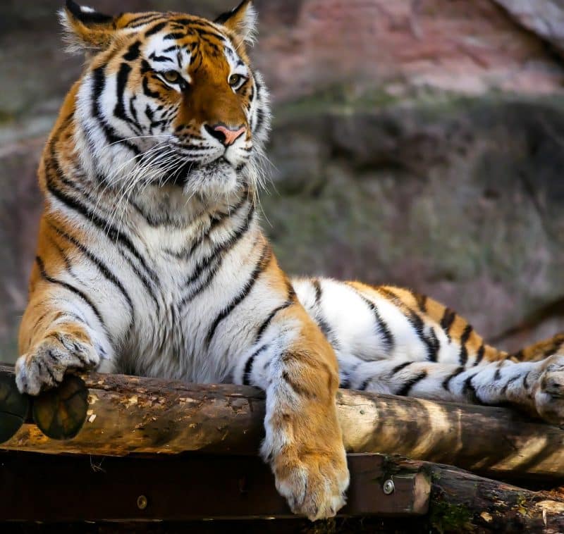 Malayan Tiger. Animals that start with m