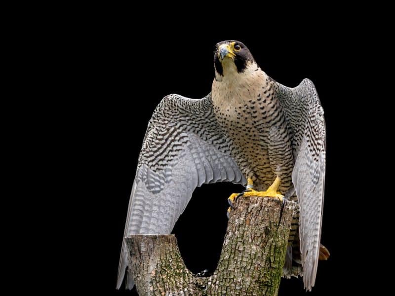 Peregrine Falcon - an animal that starts with p