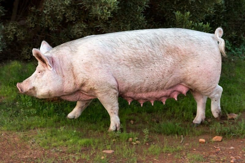 Pig - animals that start with p